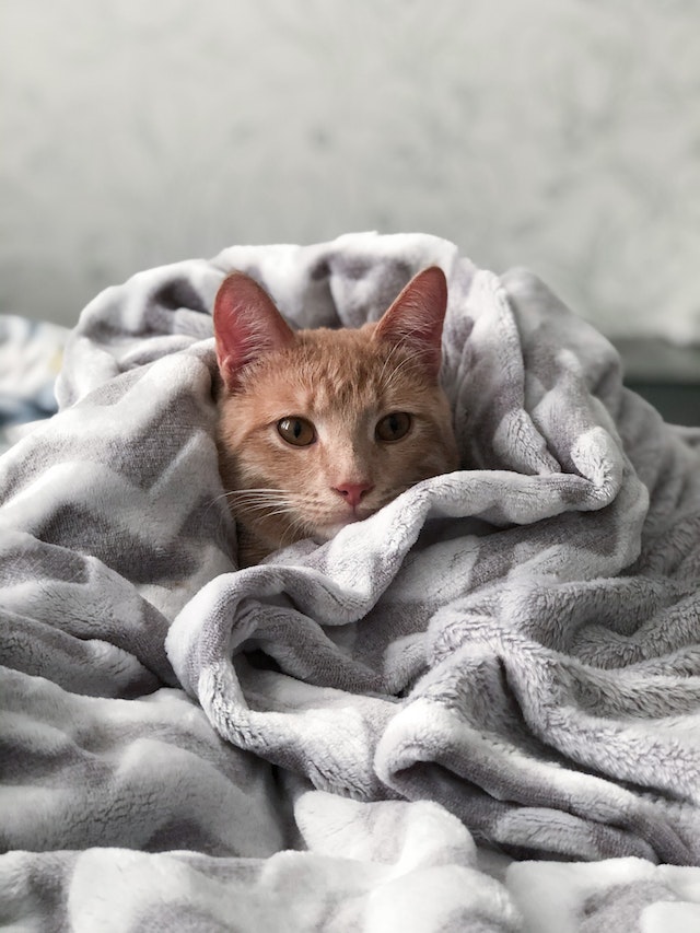 Cat 2