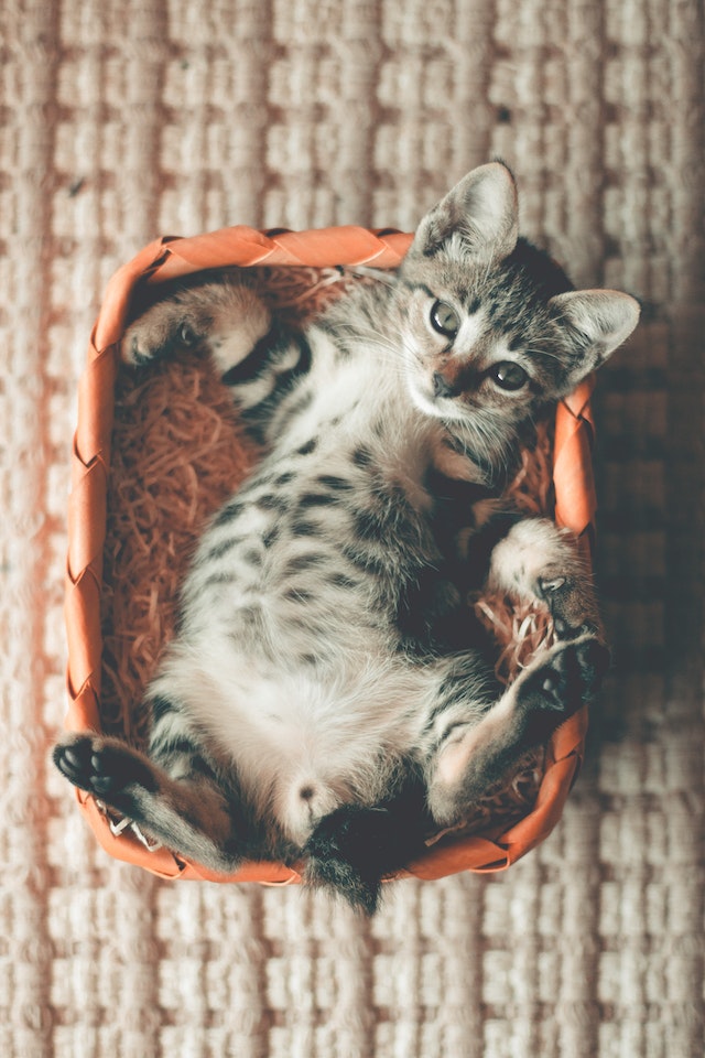 Cat 3