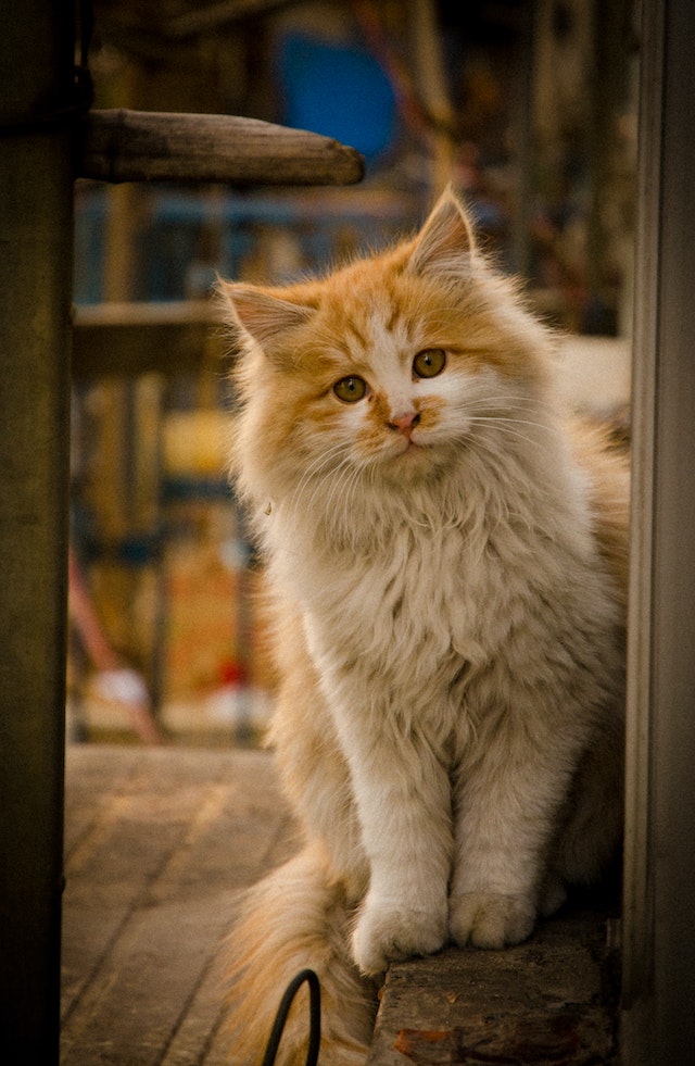 Cat 4