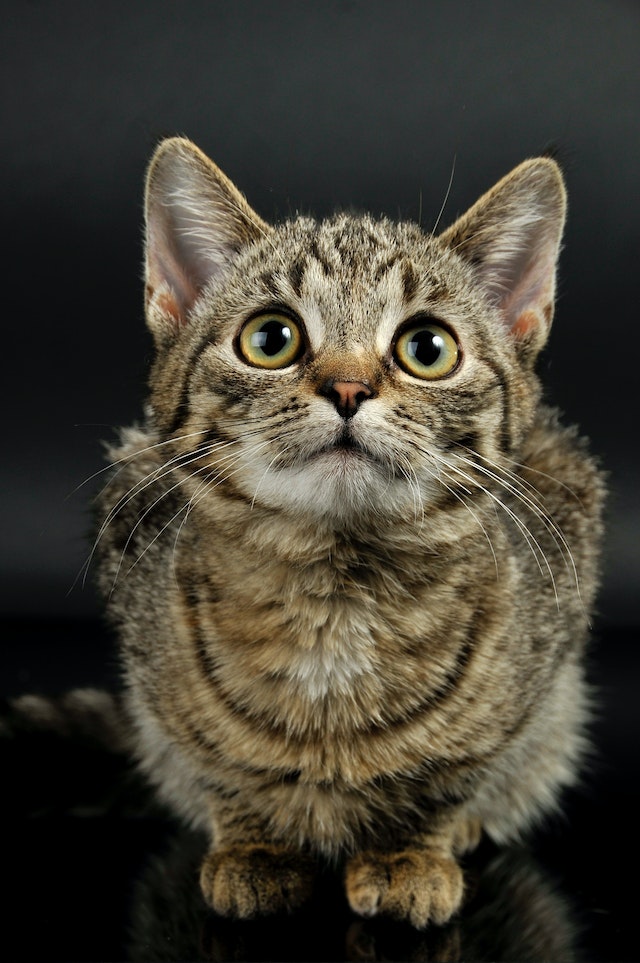 Cat 5