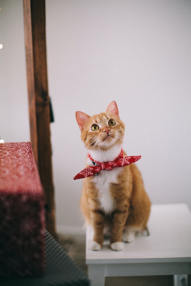 Cat 6